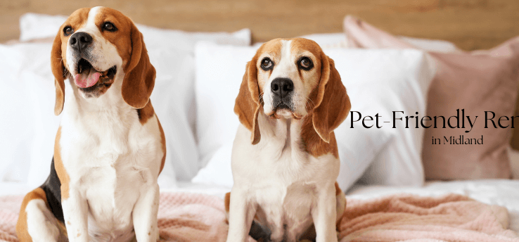 Hero image for the Pet-Friendly Rentals in Midland guide—two beagles on a bed, soft neutral tones with space for overlay text.