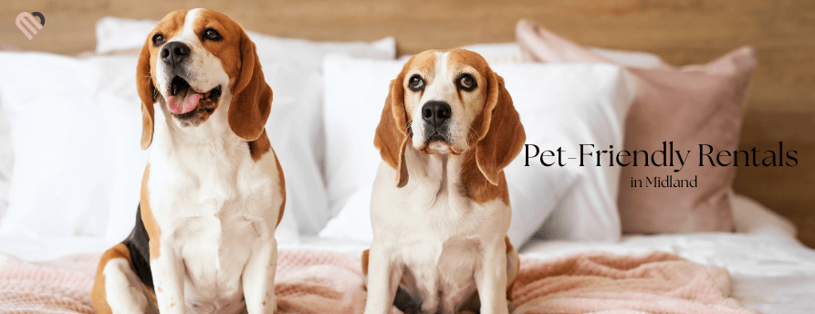 Pet Friendly Rentals: Policies, Fees & How to Get Approved